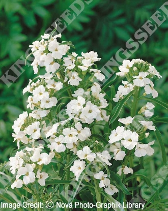 Picture of Wallflower - Ivory White